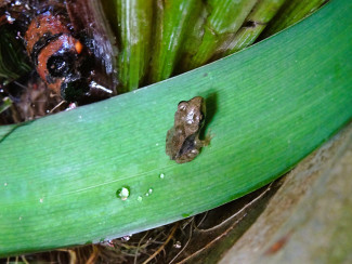 Der kleine Frosch